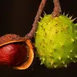 comparing chocolate covered fruits and nuts for freshness